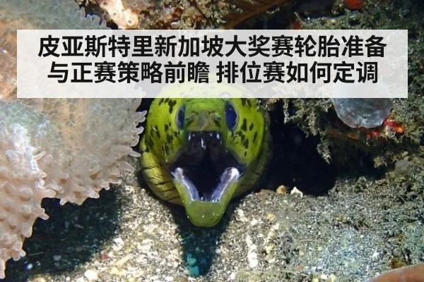 皮亚斯特里新加坡大奖赛轮胎准备与正赛策略前瞻 排位赛如何定调 - j9.com